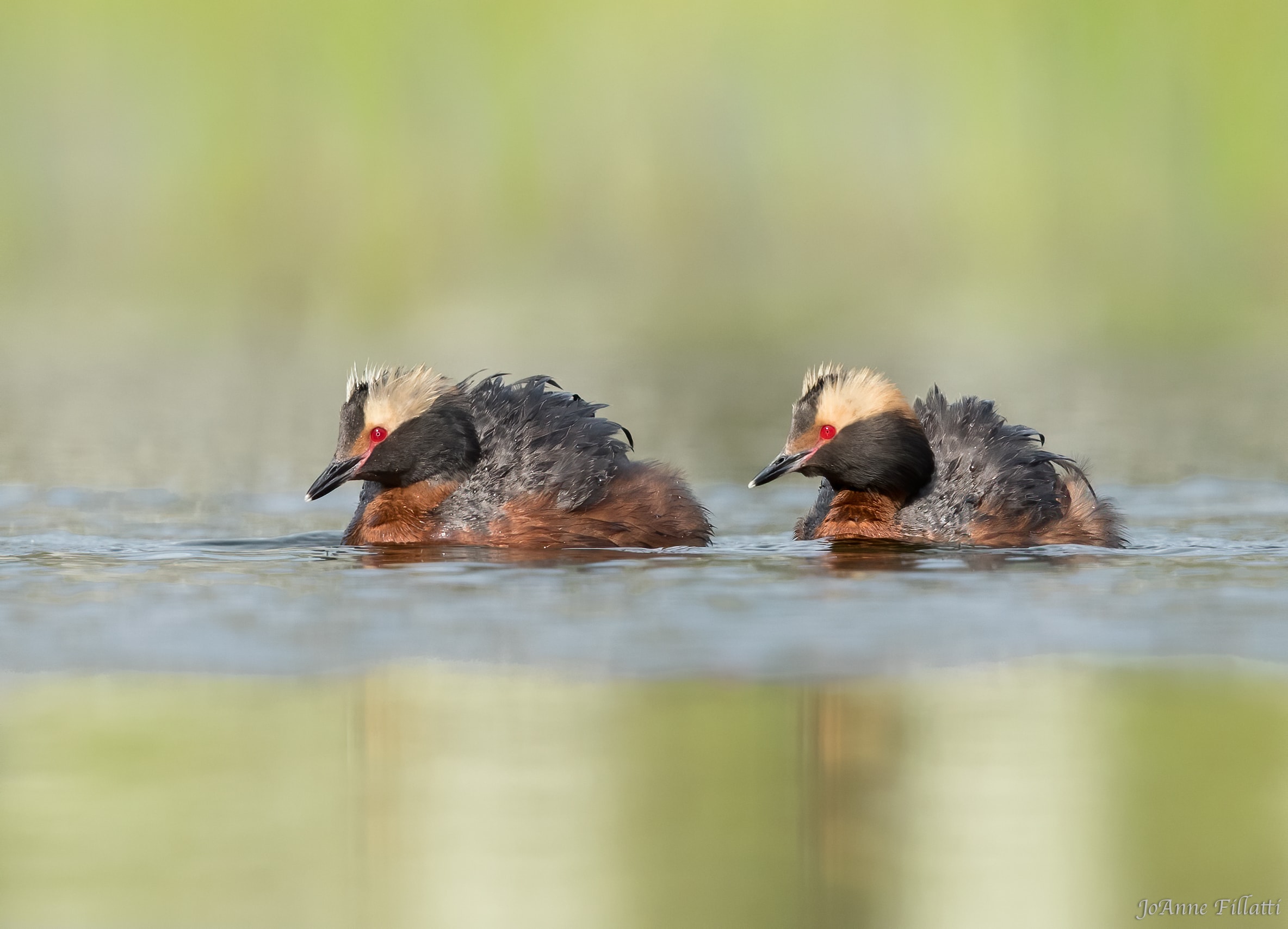 bird of british columbia image 19